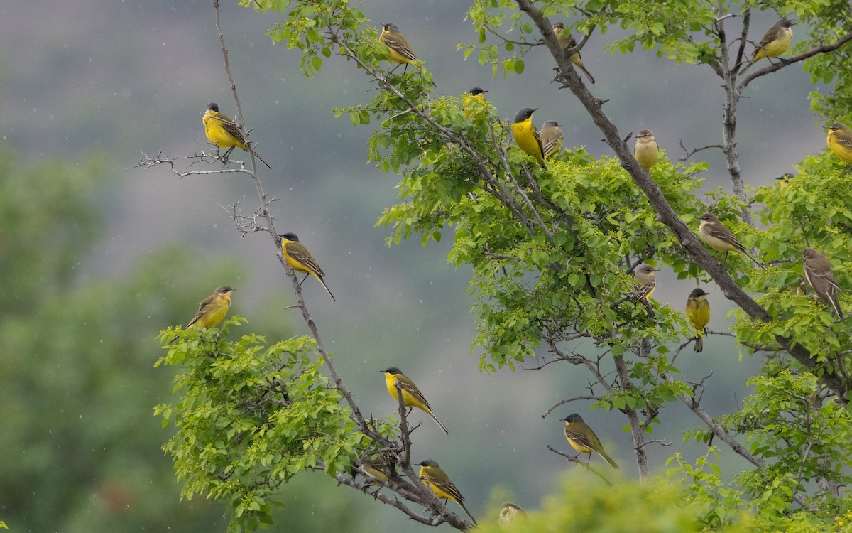 Western Yellow Wagtail - ML621174232