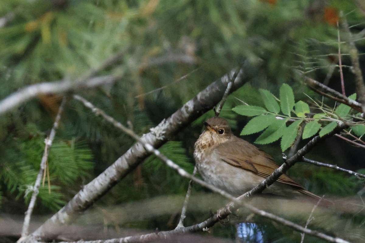 Swainson's Thrush (Russet-backed) - ML621174248