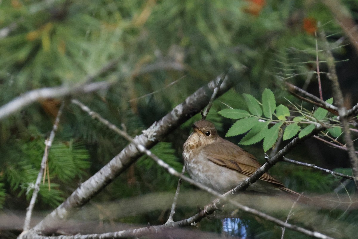 Swainson's Thrush (Russet-backed) - ML621174249