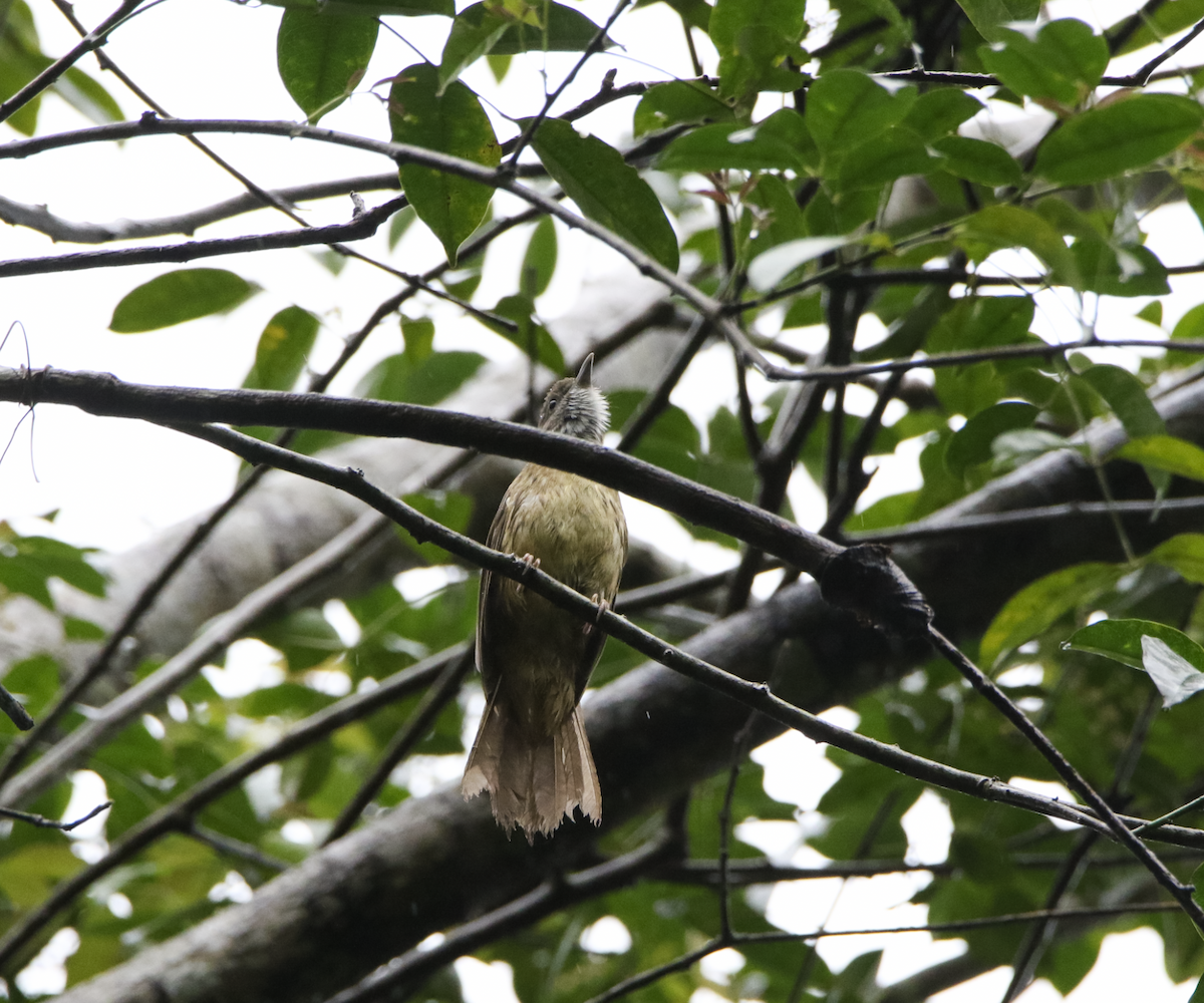 Puff-throated Bulbul - ML621174266