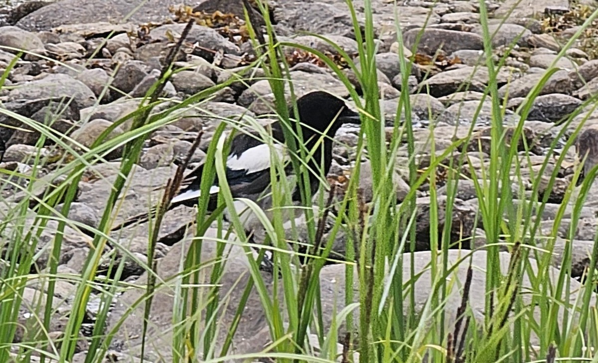 Black-billed Magpie - ML621174278