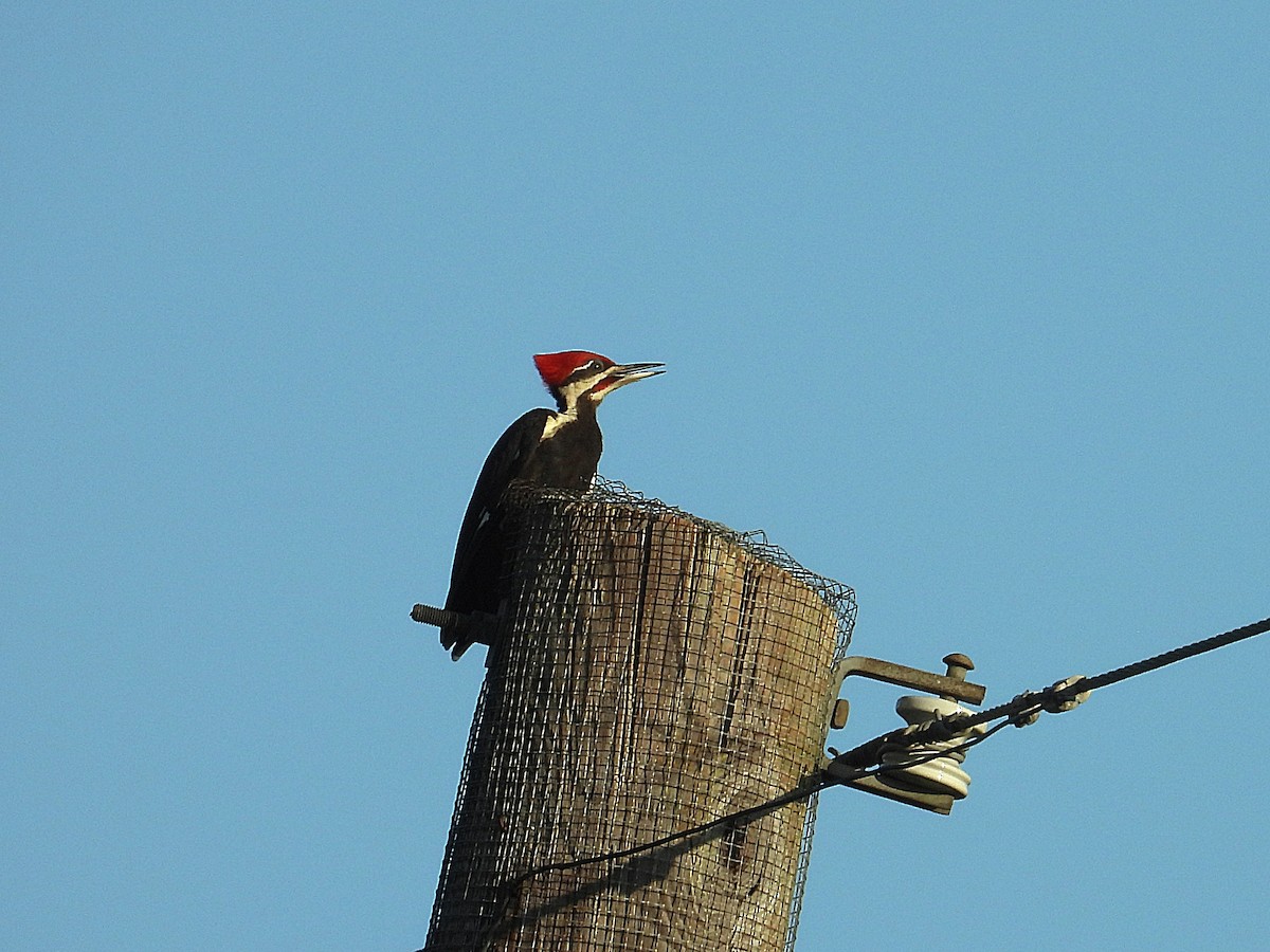 Pileated Woodpecker - ML621174285