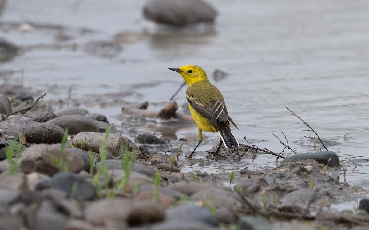 Western Yellow Wagtail (lutea) - ML621174329