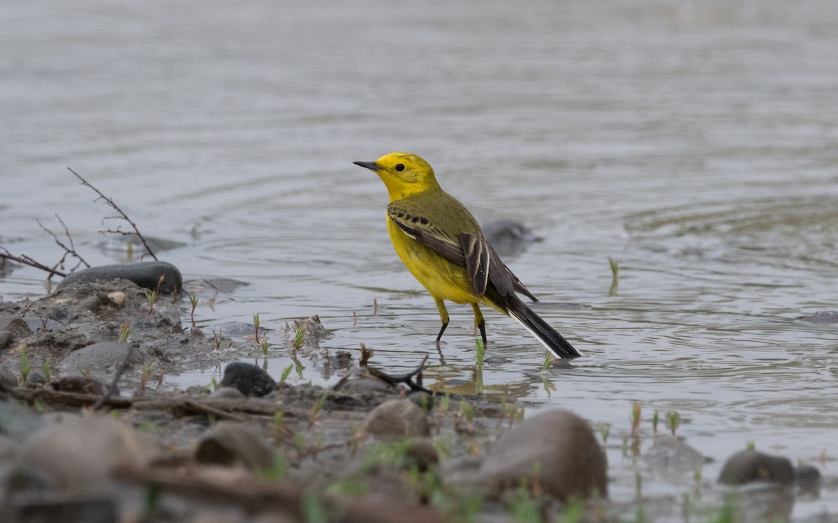 Western Yellow Wagtail (lutea) - ML621174330