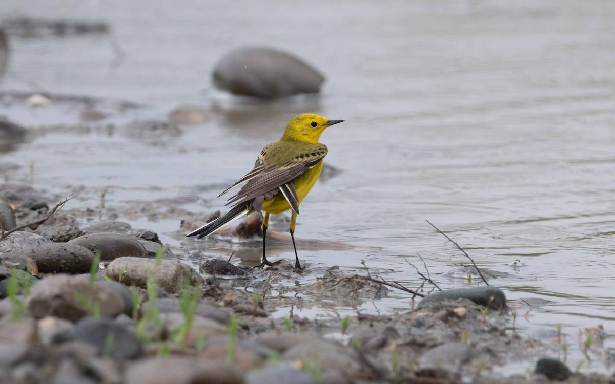 Western Yellow Wagtail (lutea) - ML621174331