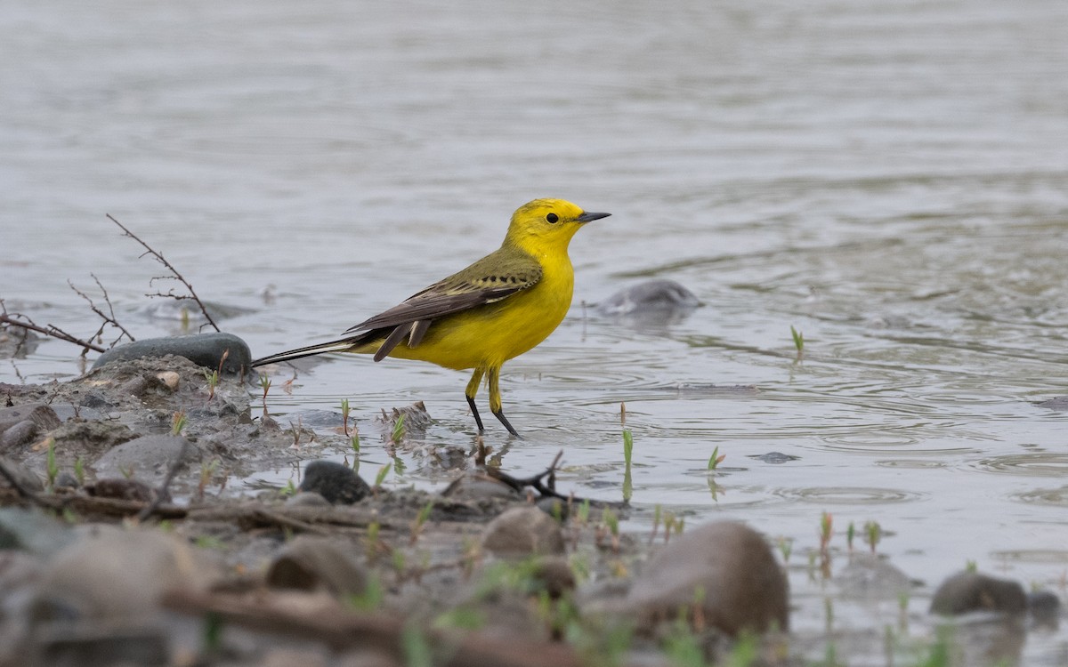 Western Yellow Wagtail (lutea) - ML621174332