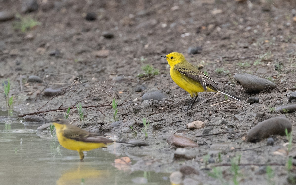 Western Yellow Wagtail (lutea) - ML621174334