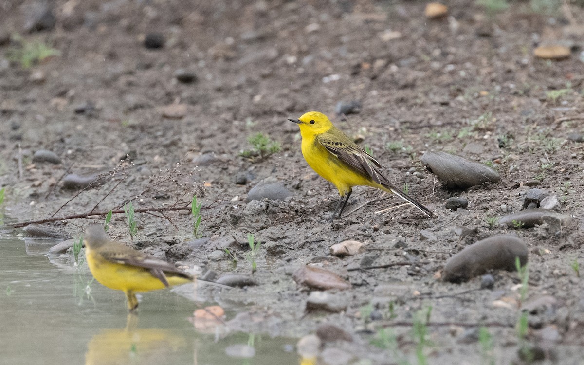 Western Yellow Wagtail (lutea) - ML621174335