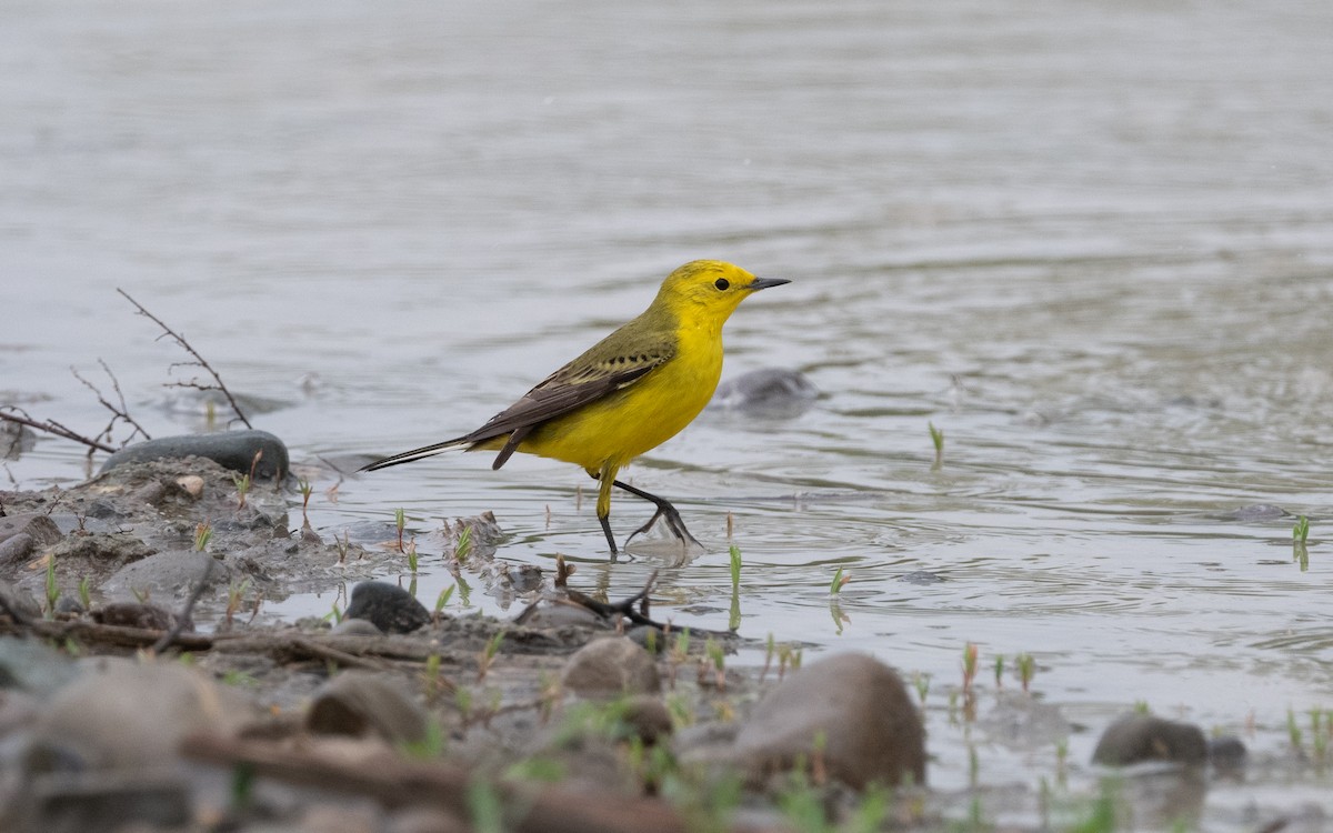 Western Yellow Wagtail (lutea) - ML621174337