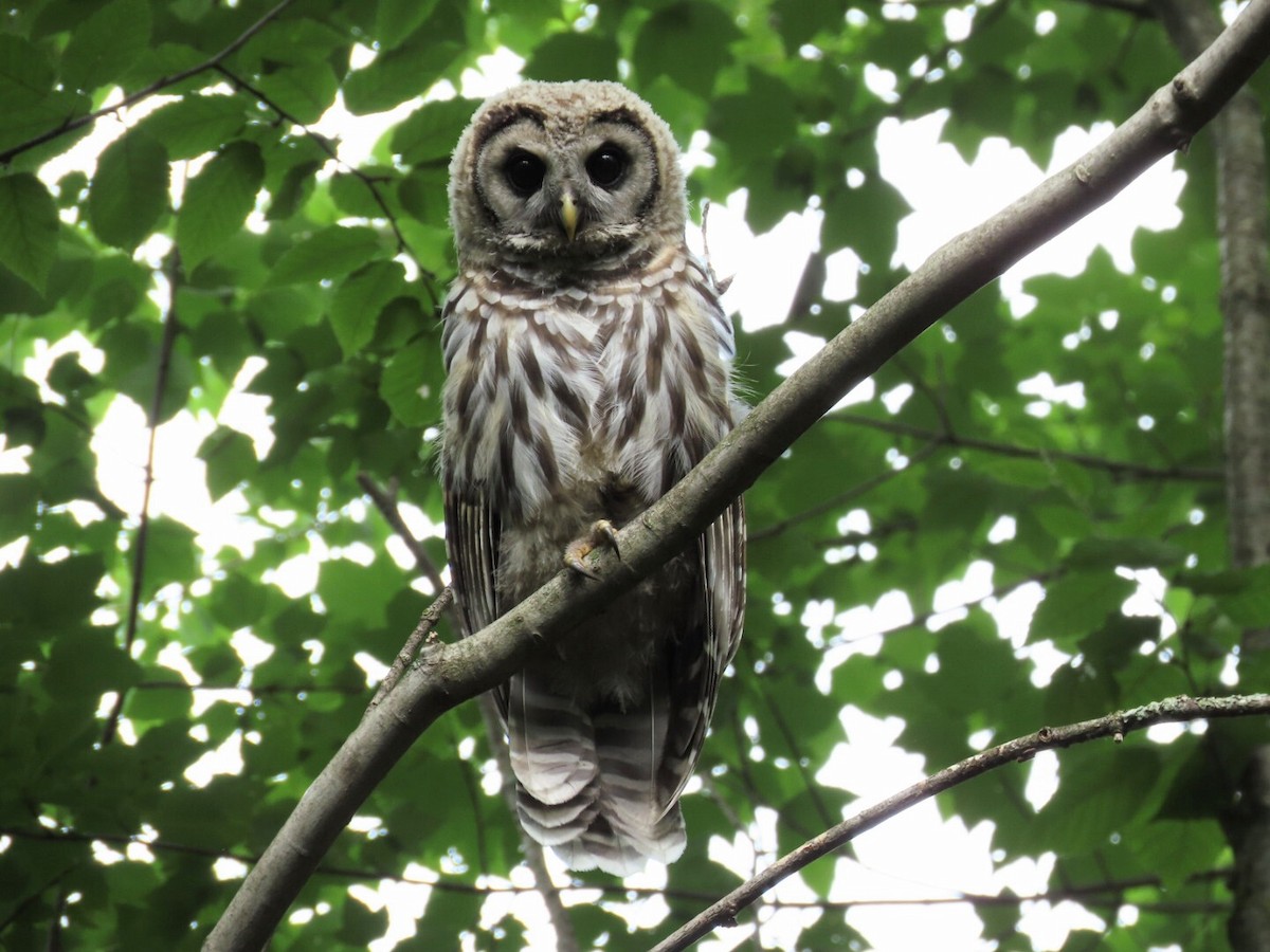 Barred Owl - ML621174364
