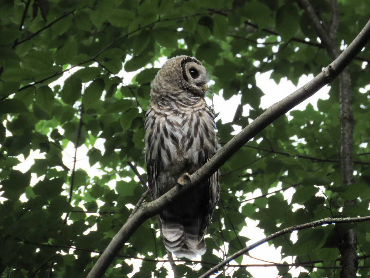 Barred Owl - ML621174365