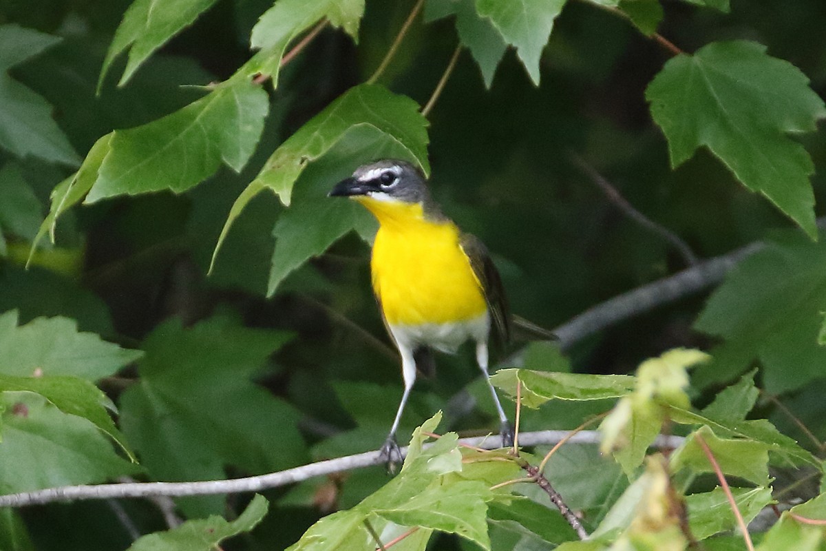 Yellow-breasted Chat - ML621174374