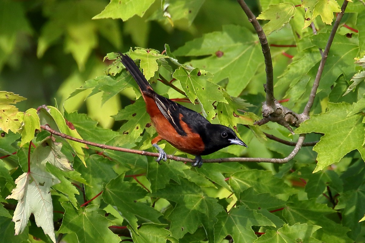 Orchard Oriole - ML621174376