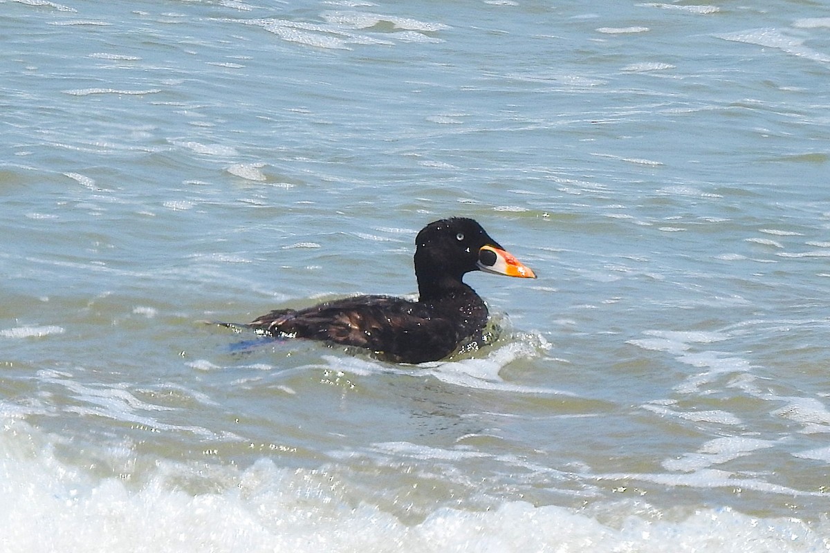 Macreuse à front blanc - ML621174387