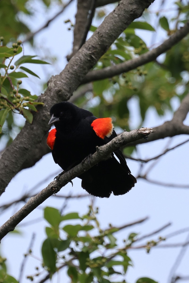Red-winged Blackbird - ML621174418