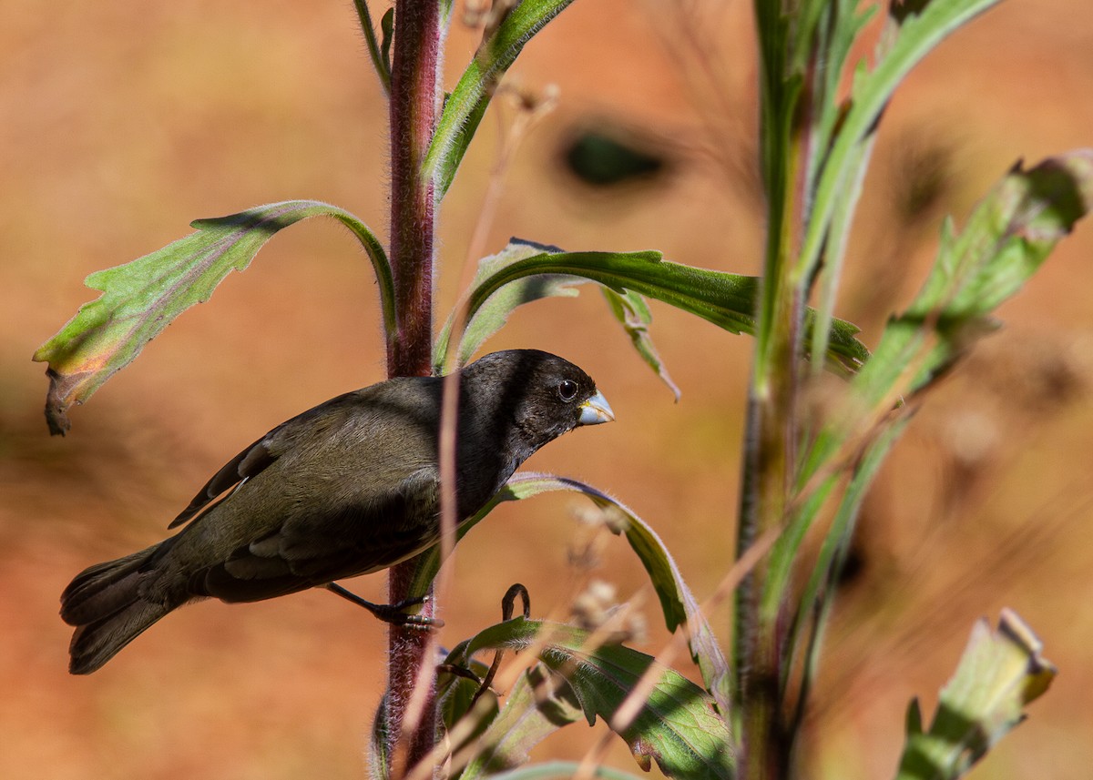 Yellow-bellied Seedeater - ML621174482