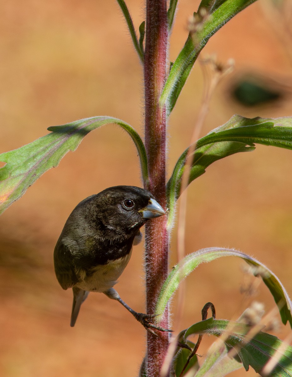 Yellow-bellied Seedeater - ML621174483