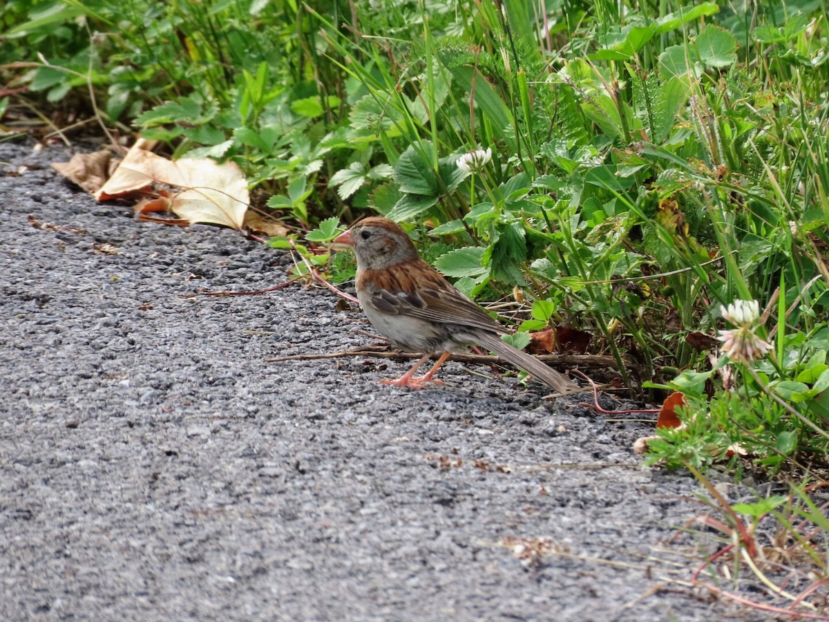 Field Sparrow - ML621174520