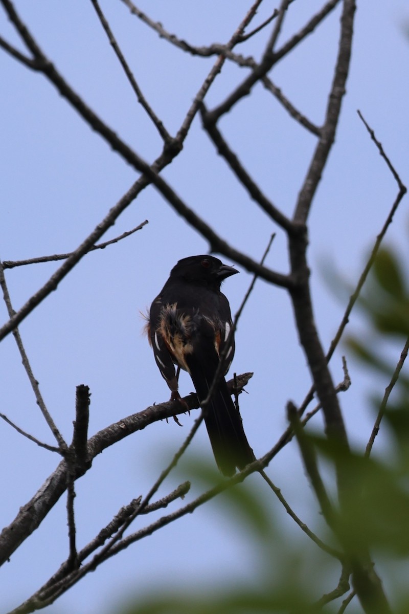 Eastern Towhee - ML621174530