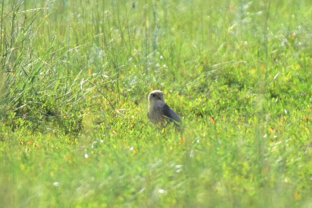 Red-footed Falcon - ML621174550