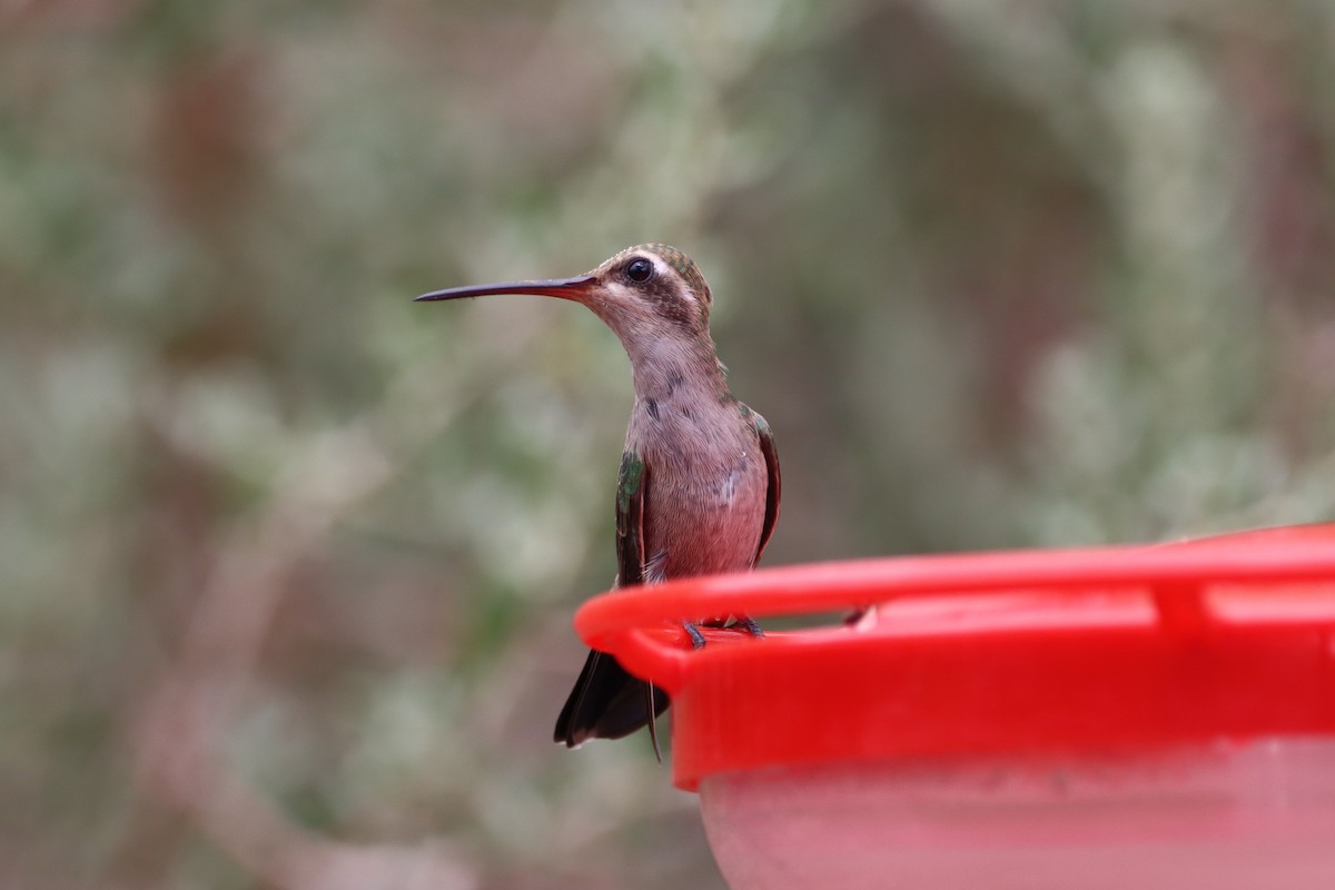 kolibřík širokozobý - ML621174605