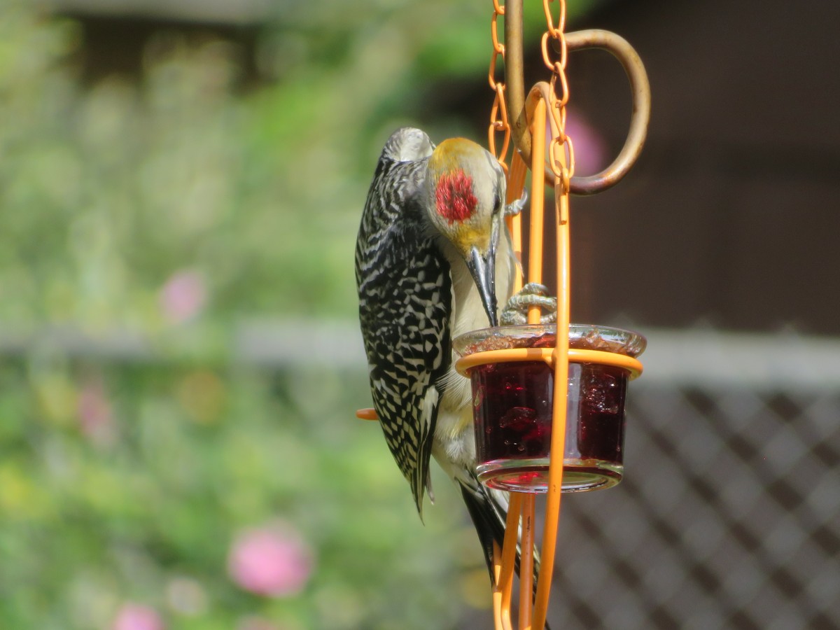 Golden-fronted Woodpecker - ML621174610