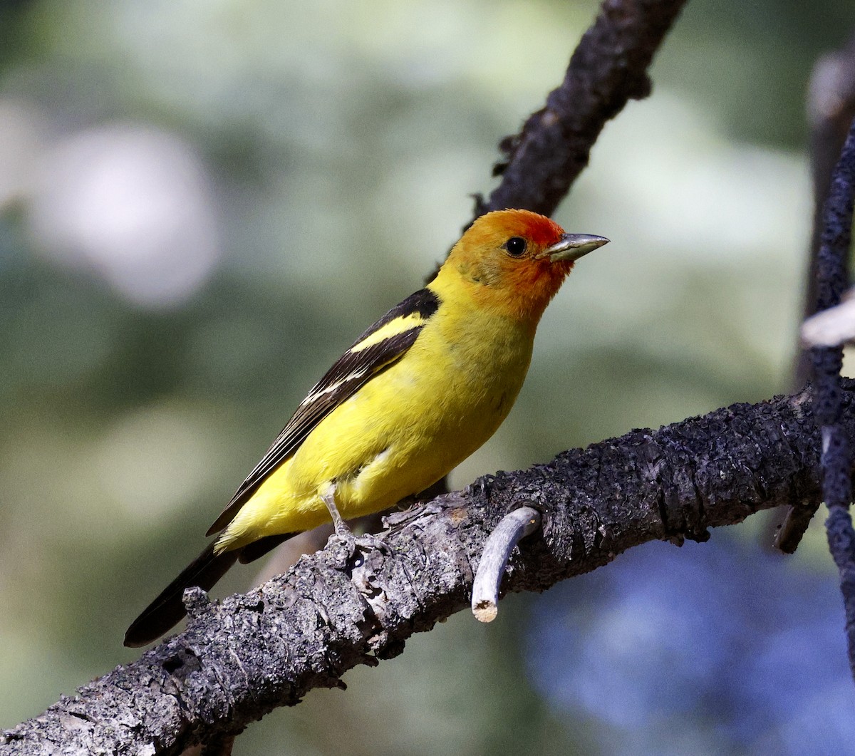Western Tanager - ML621174613