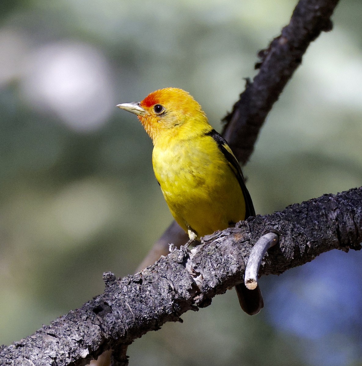 Western Tanager - ML621174614