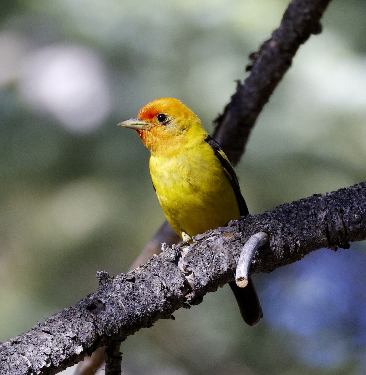 Western Tanager - ML621174615
