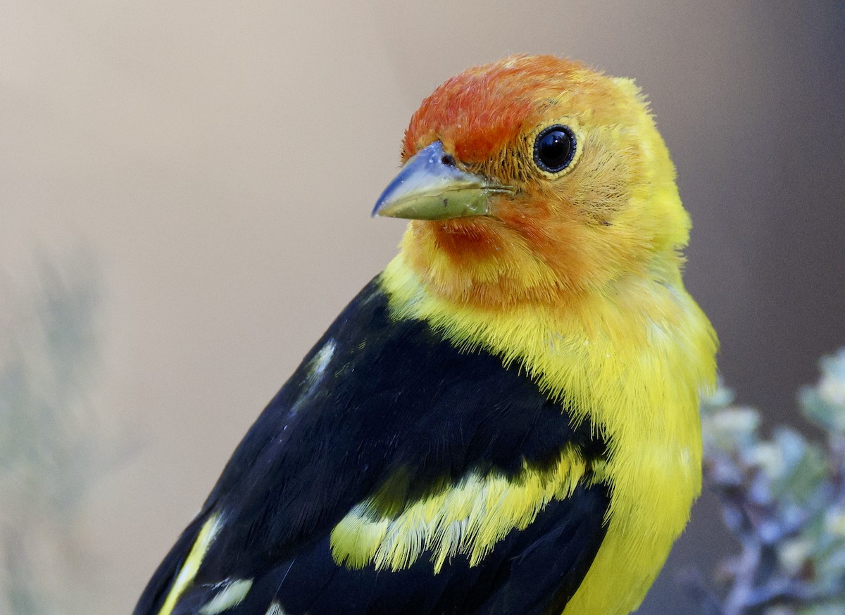 Western Tanager - ML621174616