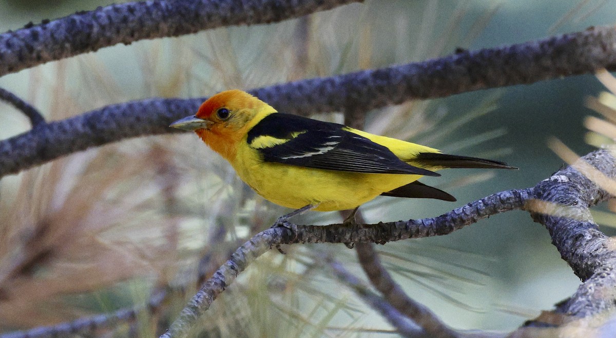 Western Tanager - ML621174617