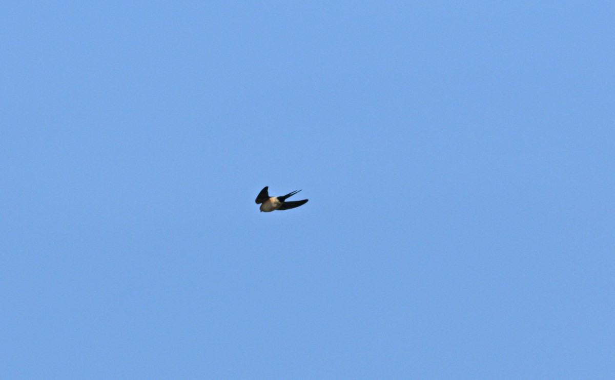 Red-rumped Swallow - ML621174620