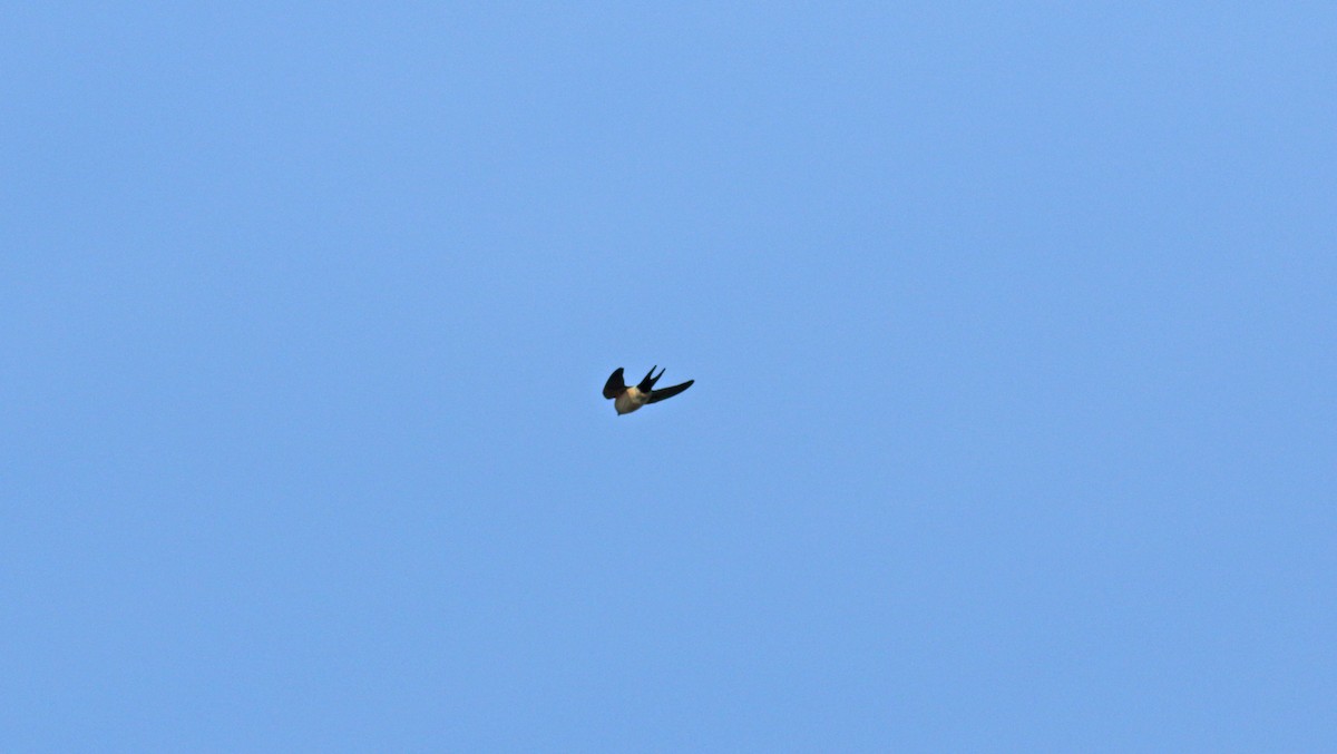 Red-rumped Swallow - ML621174621