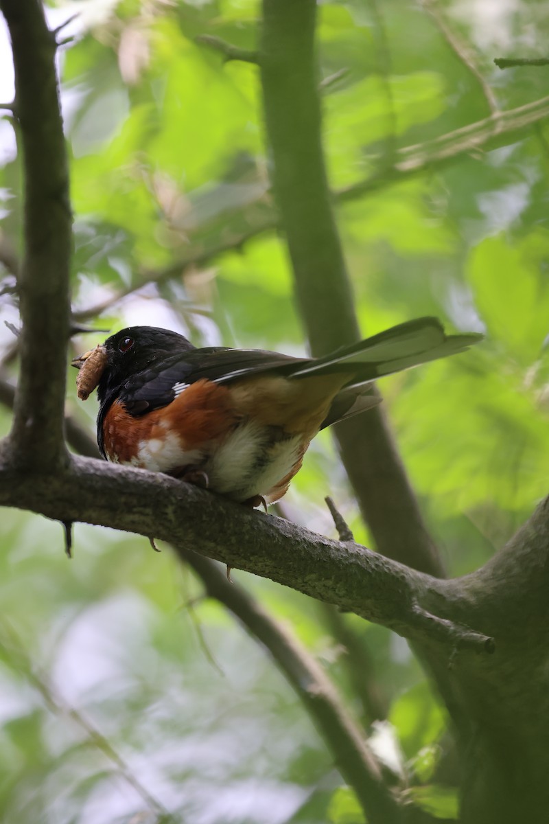 Eastern Towhee - ML621174651