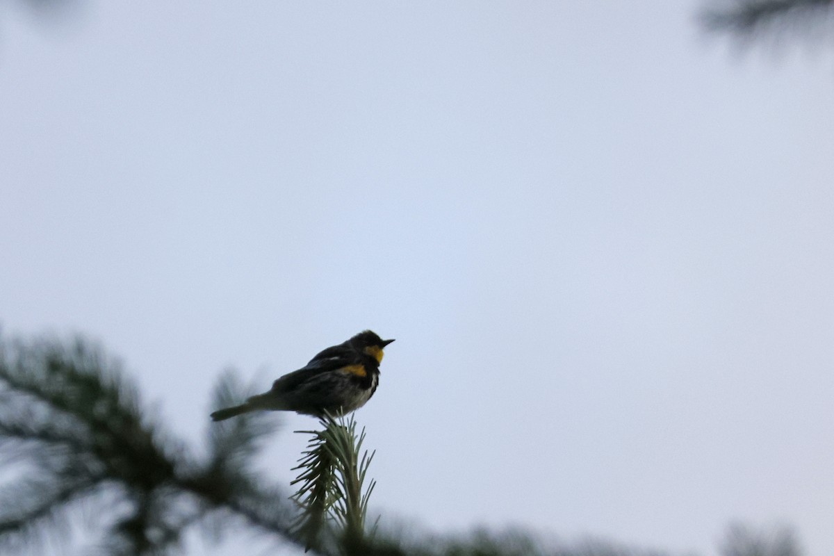 Yellow-rumped Warbler (Audubon's) - ML621174655
