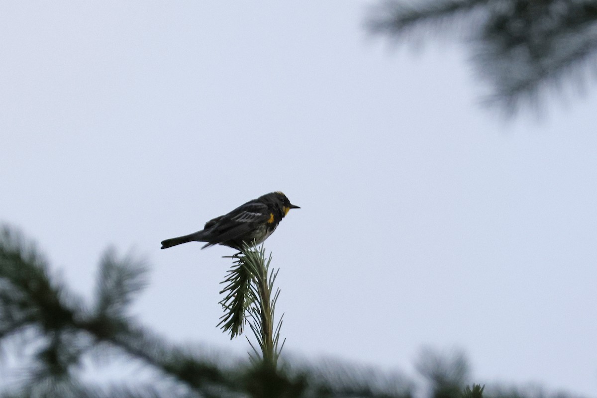 Yellow-rumped Warbler (Audubon's) - ML621174656