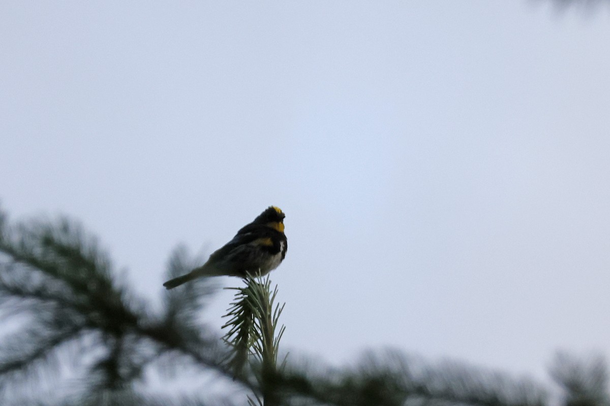 Yellow-rumped Warbler (Audubon's) - ML621174657