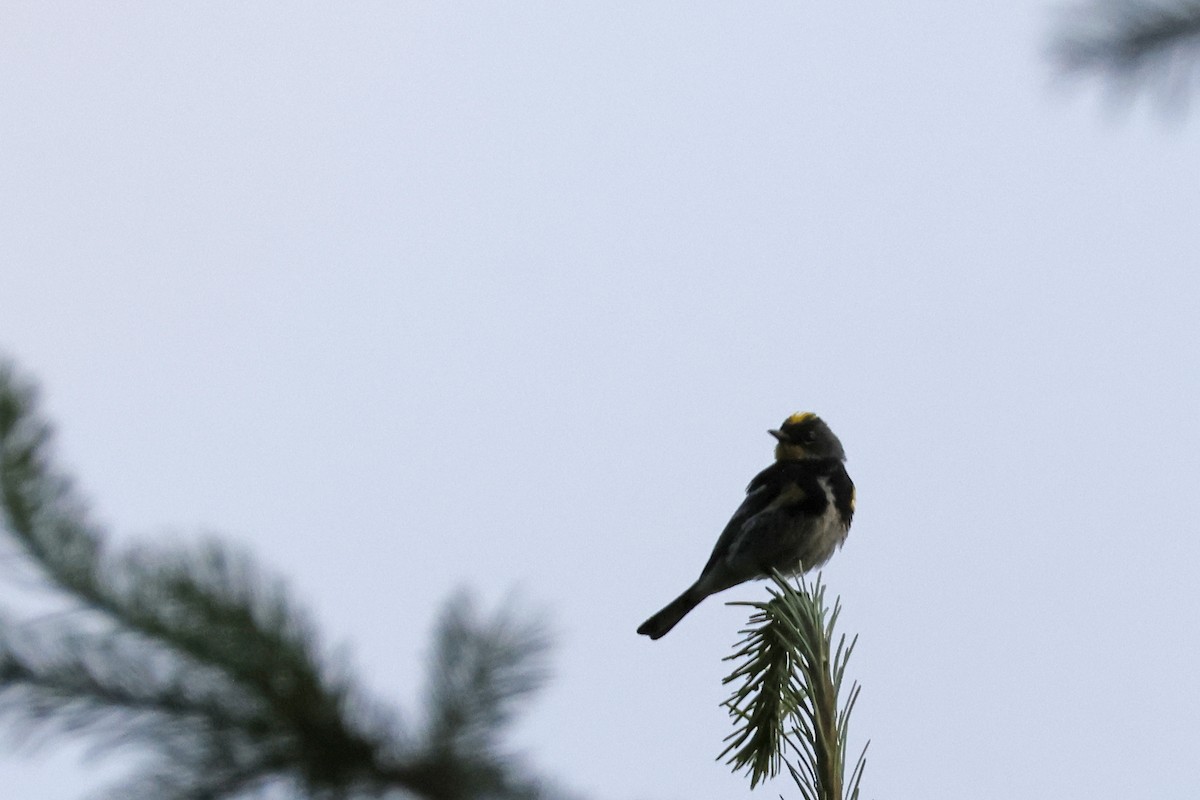 Yellow-rumped Warbler (Audubon's) - ML621174658