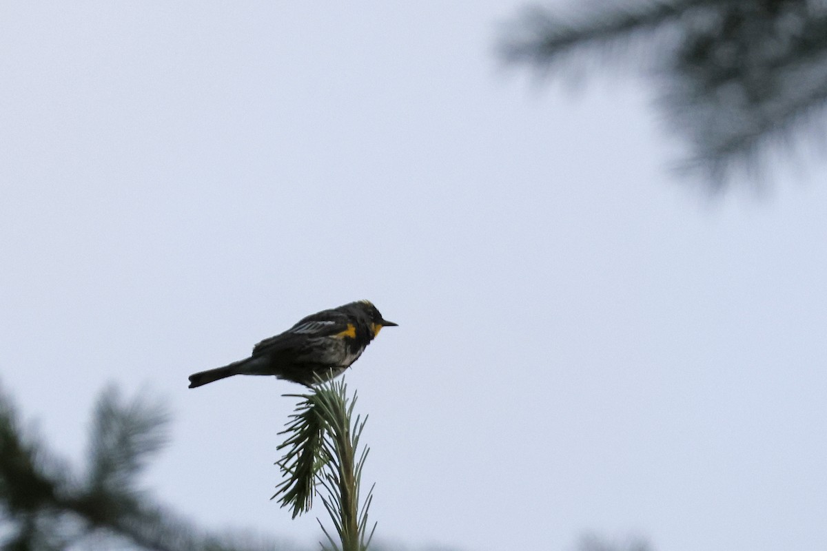 Yellow-rumped Warbler (Audubon's) - ML621174660