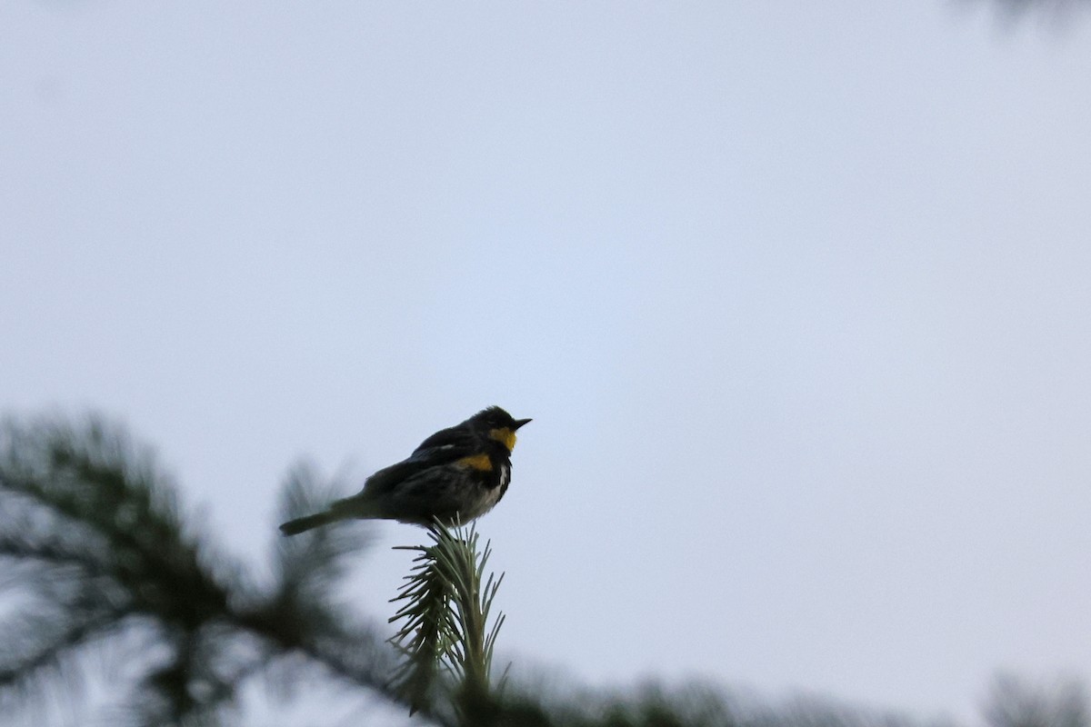 Yellow-rumped Warbler (Audubon's) - ML621174661