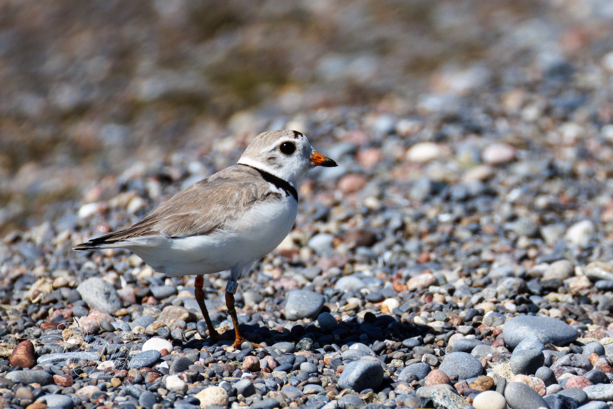 Piping Plover - ML621174671