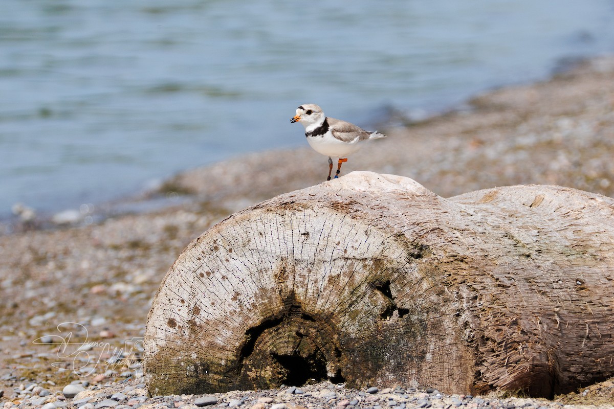 Piping Plover - ML621174672