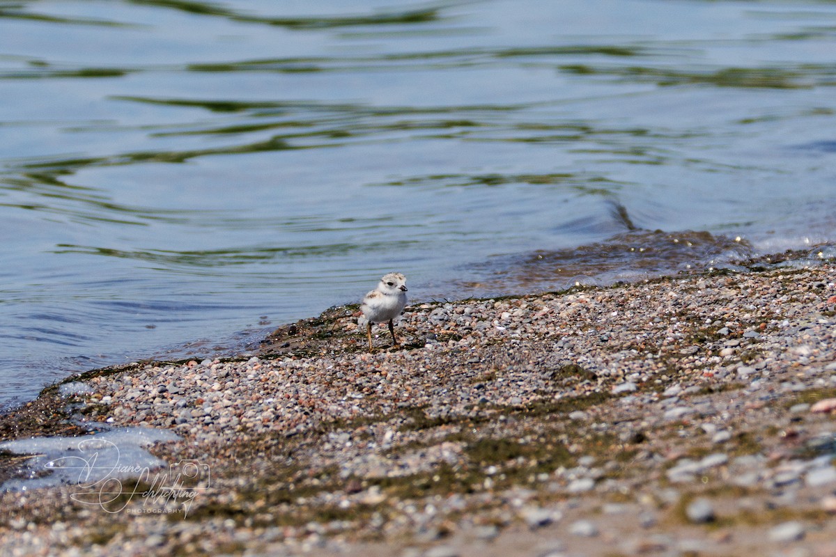 Piping Plover - ML621174673