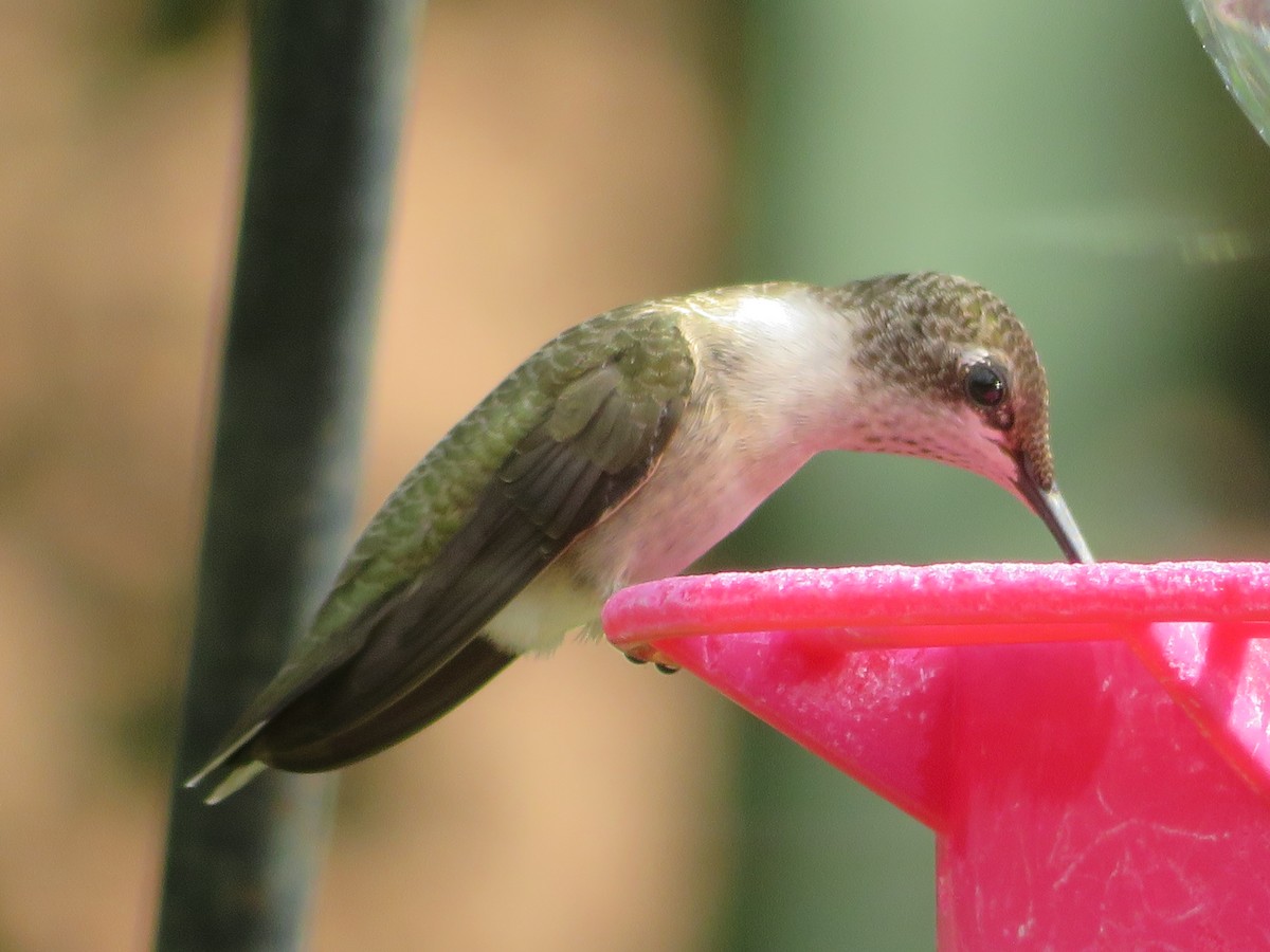 Black-chinned Hummingbird - ML621174675