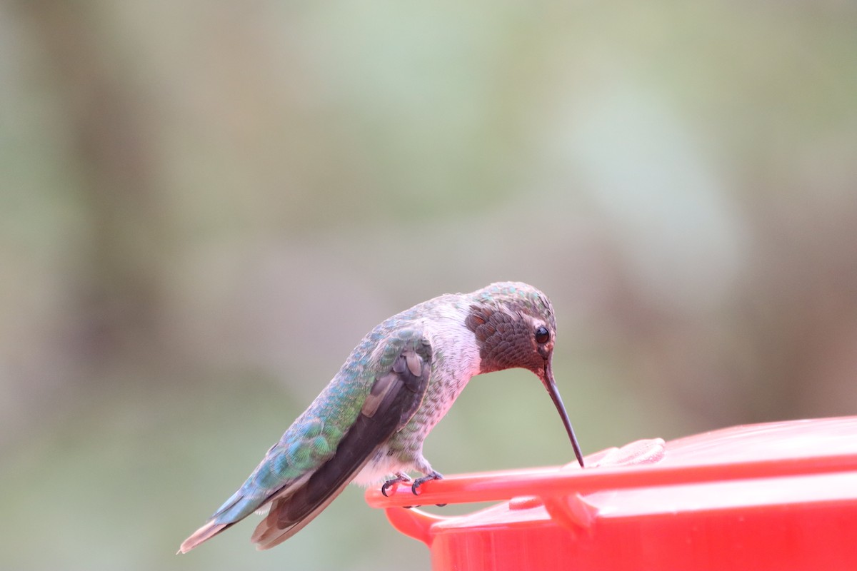Black-chinned Hummingbird - ML621174680