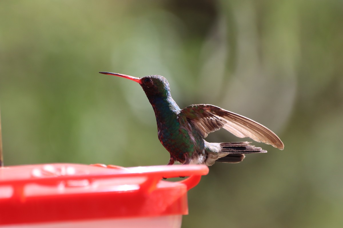 Broad-billed Hummingbird - ML621174690