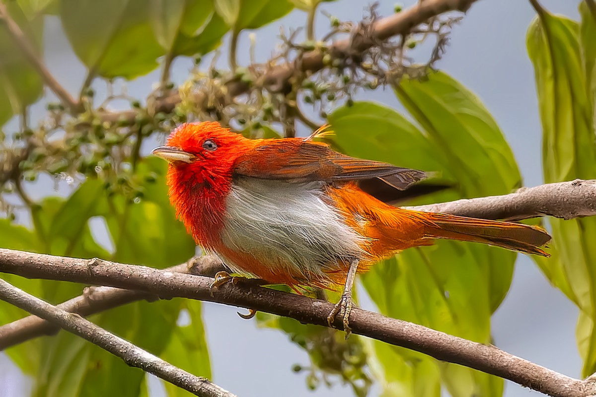 Scarlet-and-white Tanager - ML621174691