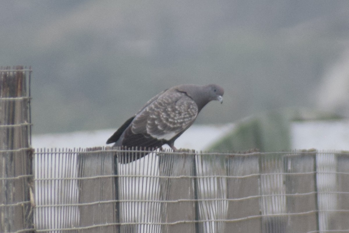 Spot-winged Pigeon - ML621174736
