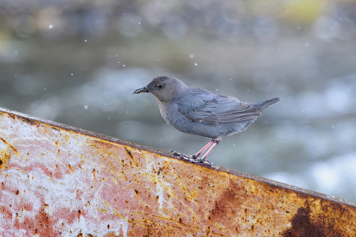 American Dipper - ML621174759