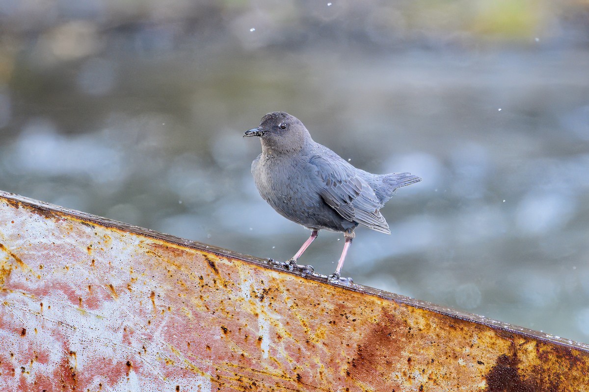 American Dipper - ML621174760